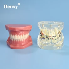 Denxy 1pc High Quality Orthodontic Teeth Dental Typodont Model Dental Study Model Colorful Brackets Study Model Dental Brace