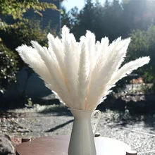 Fluffy Pampas Rabbit Tail Grass Wheat Ears Dried Flowers Real Plant Home Bohemian Deco Wedding Souvenirs Decoration