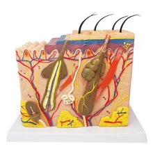 Free Postage Medical Science Model Human Skin Anatomy model skin Layers of Hair Tissue Internal Structure for teaching Training