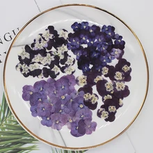 Pansy Dry Flower Embossing Plant Specimen DIY Photo Frame Table Lamp Nail Enhancement Face Decoration Flower 12 Pieces